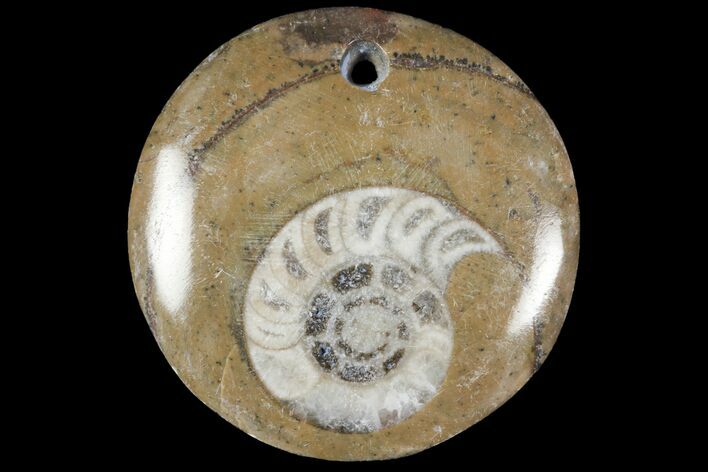 Fossil Goniatite Pendants - Photo 1